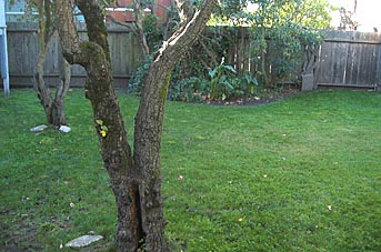 yard
